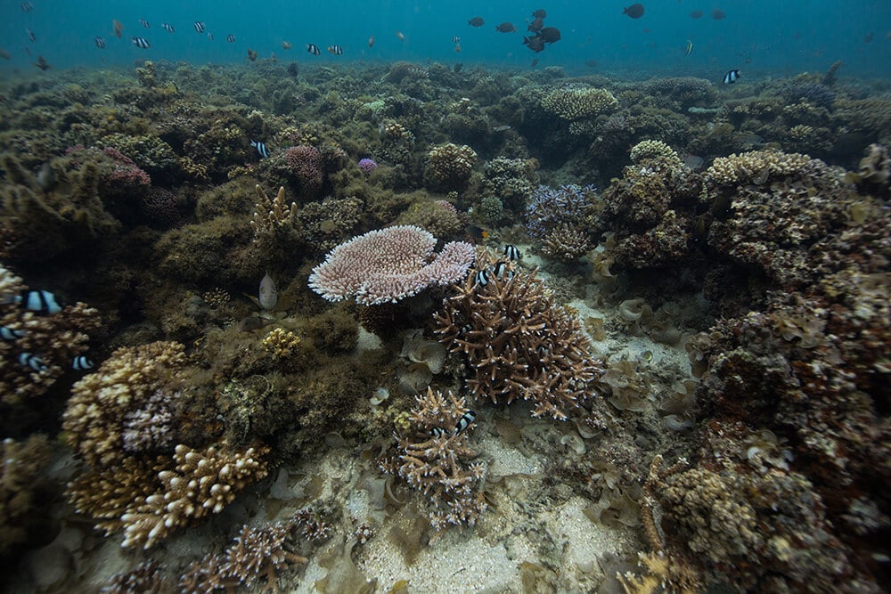 PRESERVING FIJI’S FUTURE