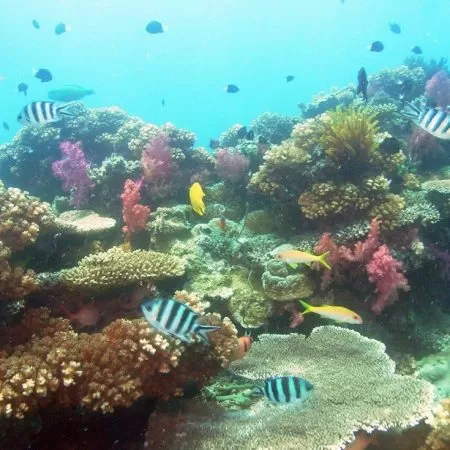 Coral Gardens