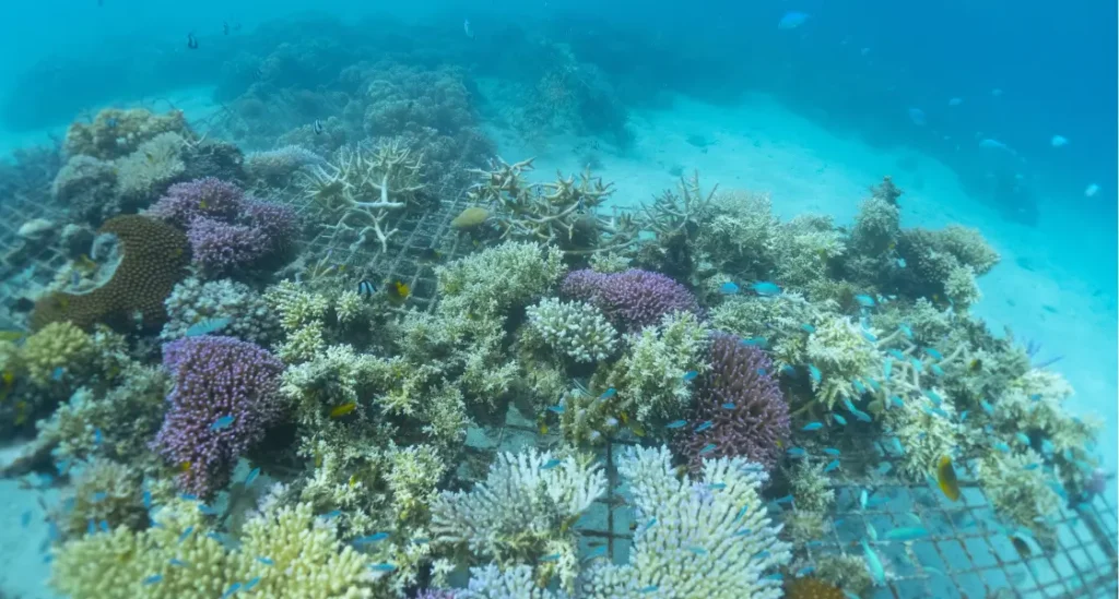 One of our underwater coral nurseries in Malolo Lailai Bay.
