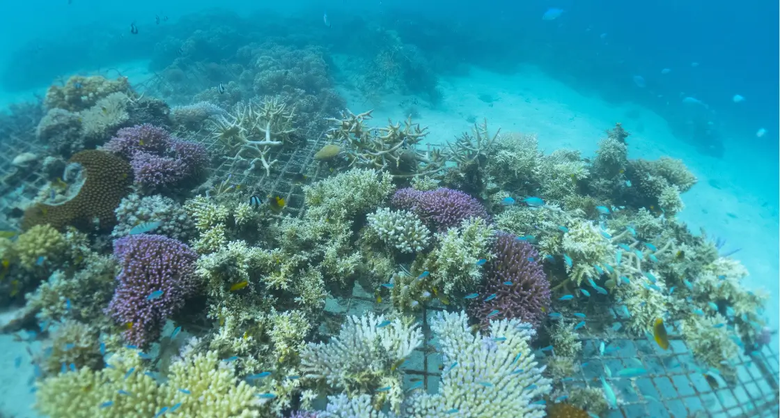 One of our underwater coral nurseries in Malolo Lailai Bay.