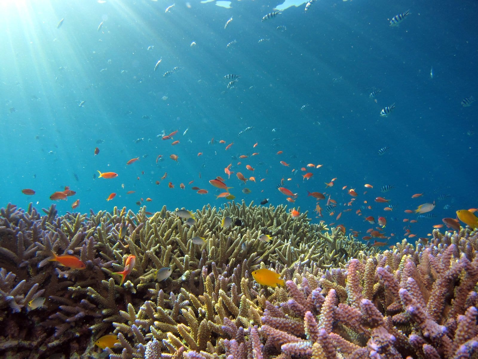 Freediving Trips